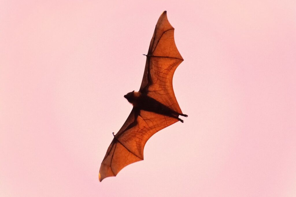 bat